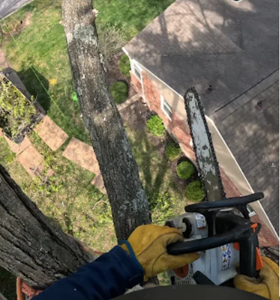 Tree trimming and pruning service with arborist in St. Louis